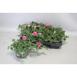 Petunia dekko Rose Star