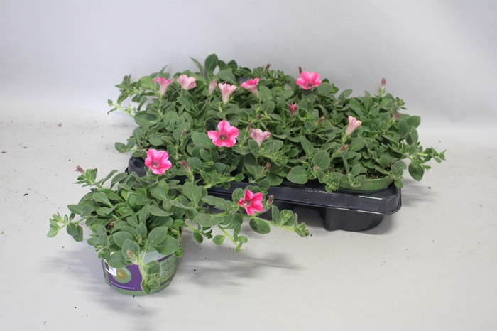 <h4>Petunia dekko Rose Star</h4>