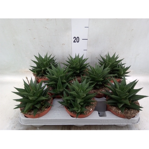 Haworthia limifolia