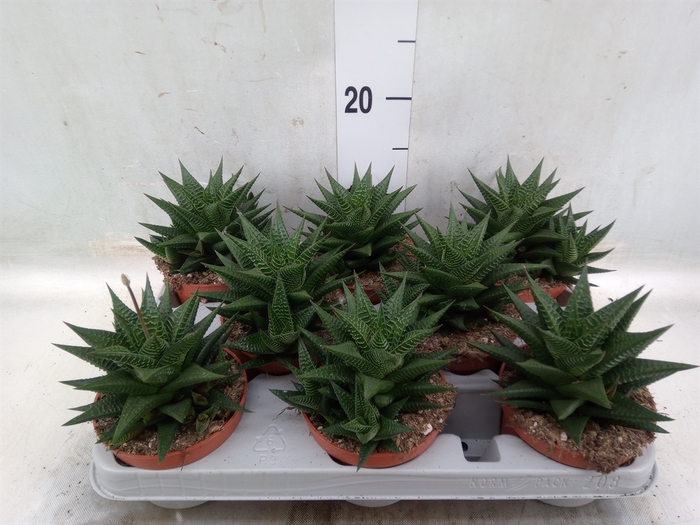 <h4>Haworthia limifolia</h4>