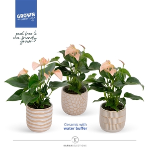 Anthurium - KARMA Joli Peach |Sierpot Sundance + Waterreservoir