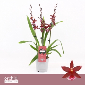Barrocco Red, 3/4-spike 65+ cm 'Orchid Collection'