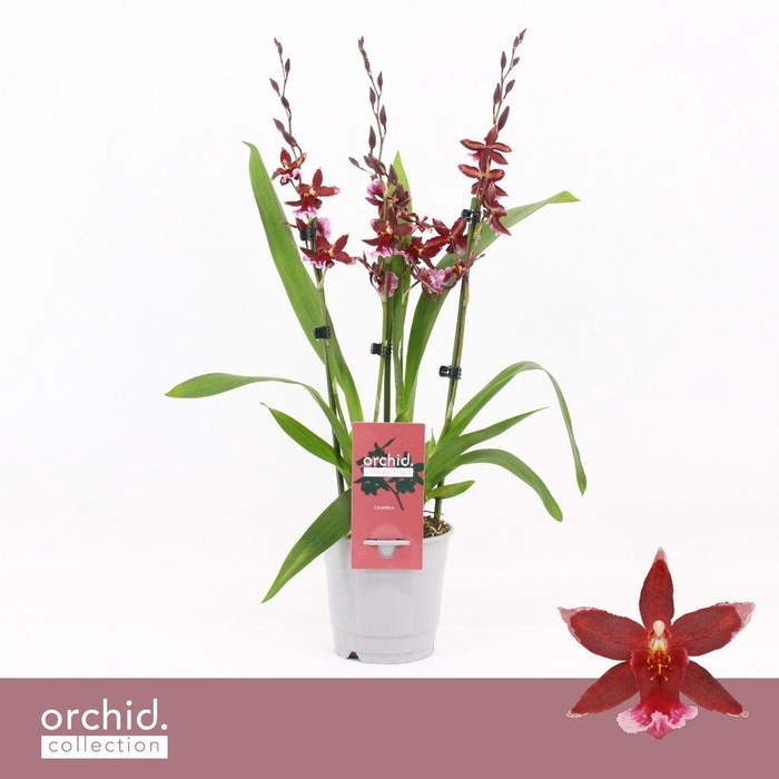 <h4>Barrocco Red, 3/4-spike 65+ cm 'Orchid Collection'</h4>