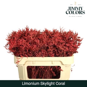 Limonium Skylight L70 Coral