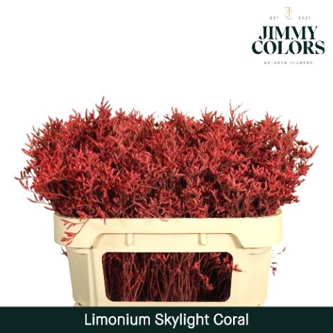 <h4>Limonium Skylight L70 Coral</h4>