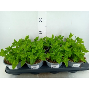 Mentha spicata