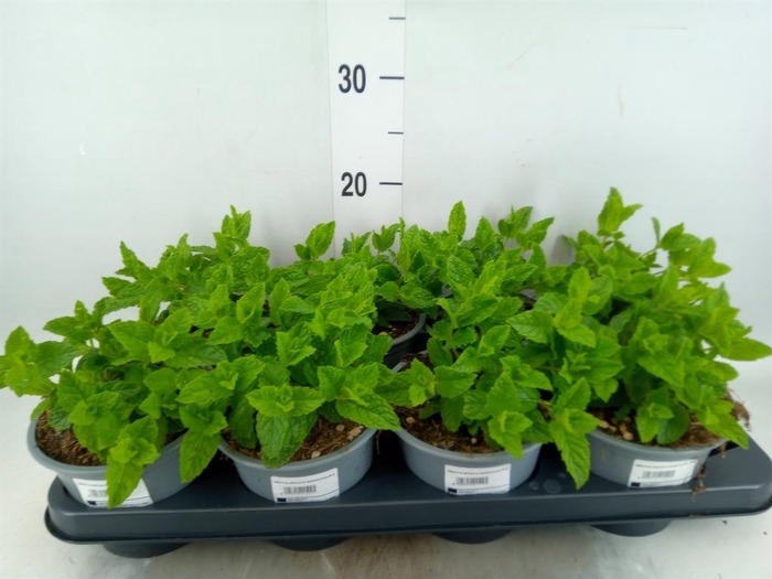 <h4>Mentha spicata</h4>
