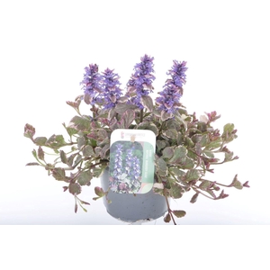Ajuga reptans Burgundy Glow