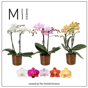 Mimesis Phal. Mix - 2 spike 9cm in Jess Old Camel Ceramic