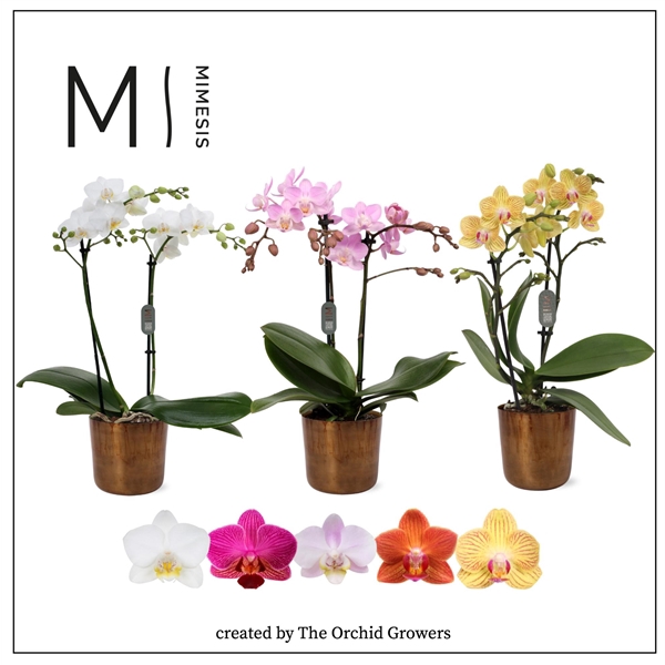 <h4>Mimesis Phal. Mix - 2 spike 9cm in Jess Old Camel Ceramic</h4>