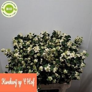 <h4>Sympho Milky Way GE Op Hof</h4>