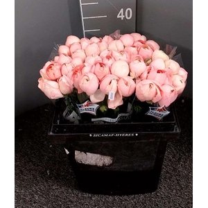 Ran Succ Grand Pastel Rosa