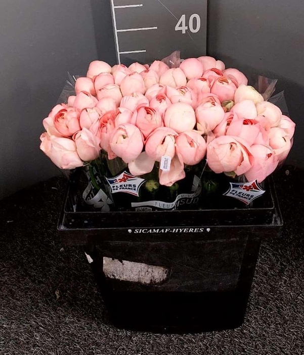 <h4>Ran Suc Ex Grand Pastel Rosa</h4>