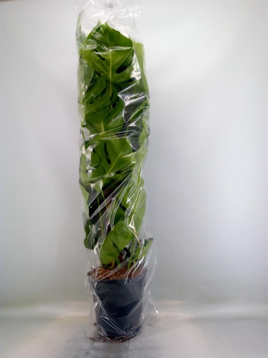 <h4>Monstera pertusum</h4>