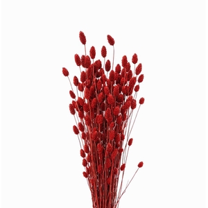 Dried Phalaris Red Bunch