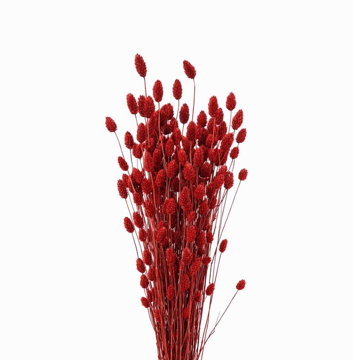 <h4>Dried Phalaris Red Bunch</h4>