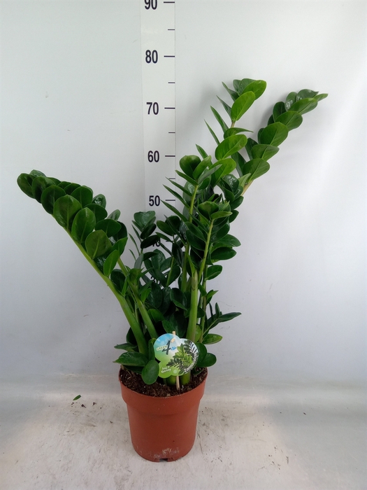 <h4>Zamioculcas zamiifolia 'Midori'</h4>