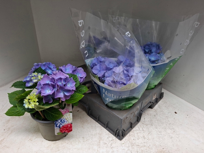 <h4>HYDR M BLAUER ZWERG</h4>