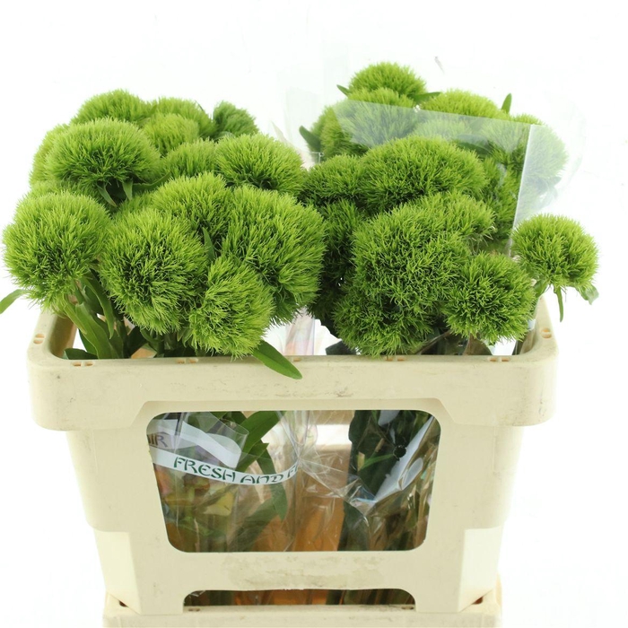 <h4>Di Barb Kiwi Mellow</h4>