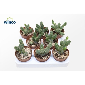 Tephrocactus Rossianus