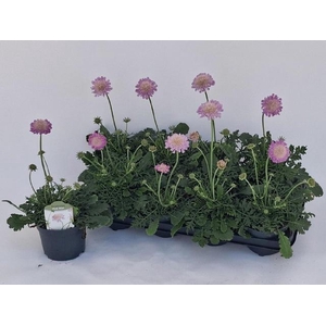 SCAB CO BUTTERFLY BL