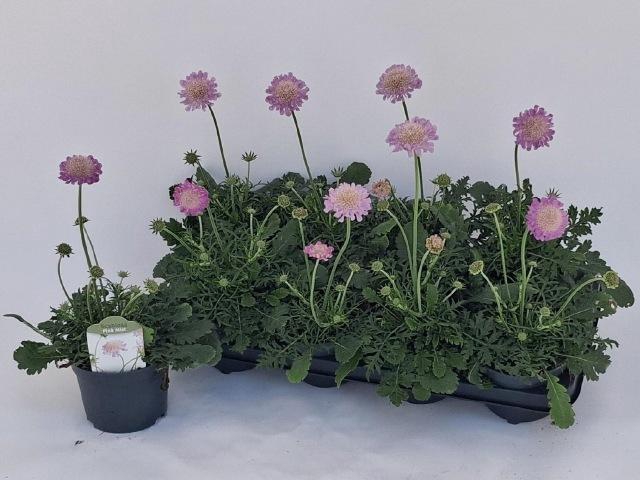 <h4>SCAB CO BUTTERFLY BL</h4>