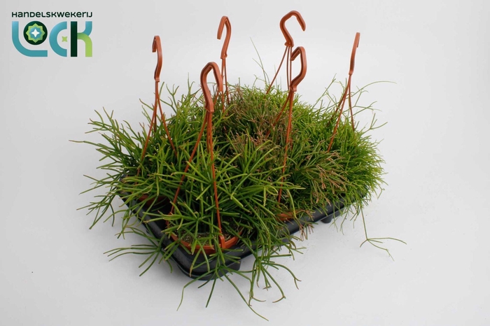 <h4>Rhipsalis mix in hang pot</h4>