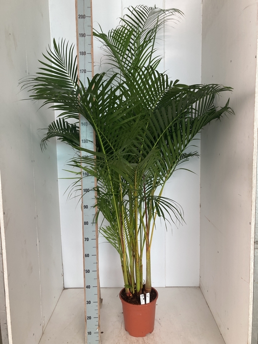 <h4>DYPSIS LUTESCENS</h4>