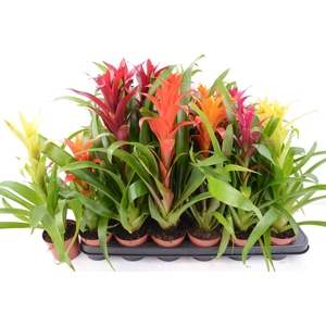 BROMELIA GEM 6 SRT