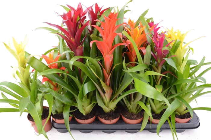 BROMELIA GEM 6 SRT