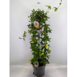 Passiflora caerul. 'Clear Sky'