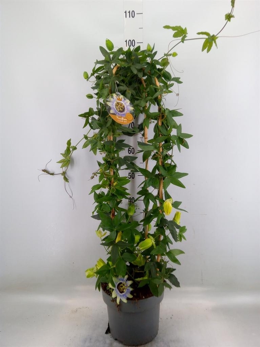 <h4>Passiflora caerul. 'Clear Sky'</h4>