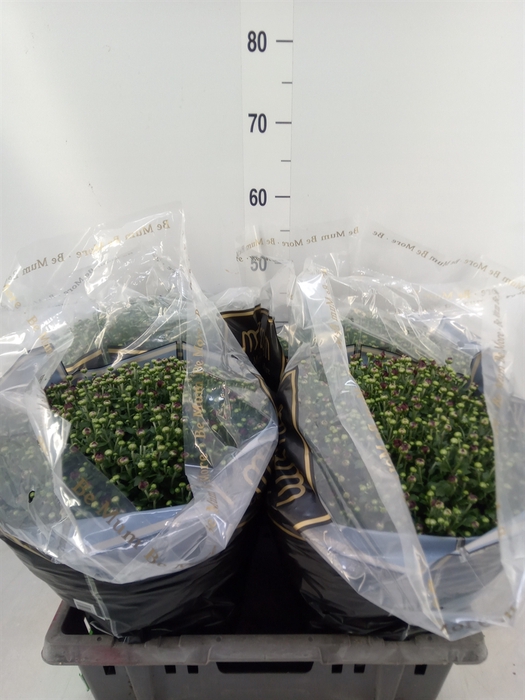 <h4>Chrysanthemum   ..</h4>