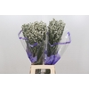 Limonium White Diamond