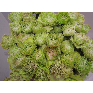 Di St G Groen