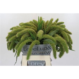 Siergras Setaria It Volle Melk