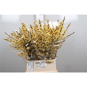 Ilex Ve Mag Citronella