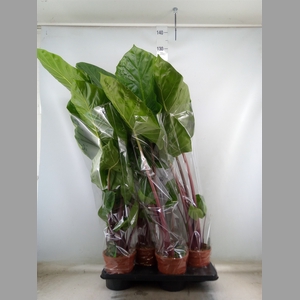 Alocasia   ...