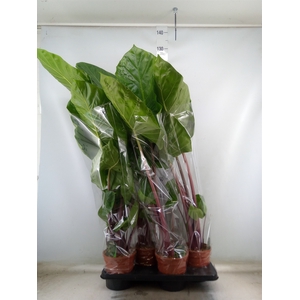 Alocasia   ...