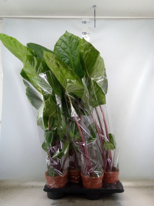 <h4>Alocasia   ...</h4>