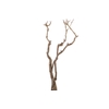 Syringa Branch Extra Langlais