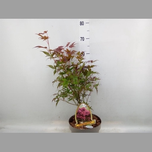 Acer palmatum