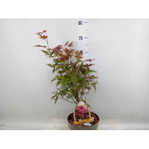 Acer palmatum