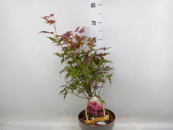 <h4>Acer palmatum</h4>