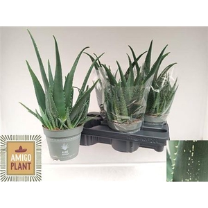 Aloe vera
