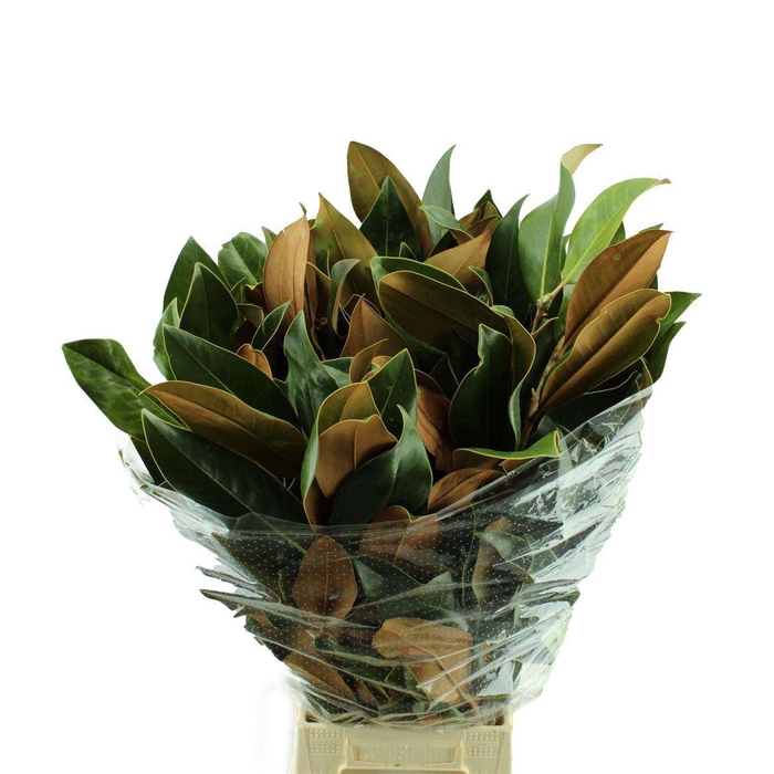 <h4>MAGNOLIA GRANDIFLORA</h4>