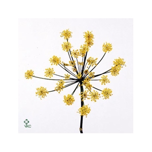 Ferule Seed 100cm P Stem