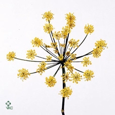 FOENICULUM