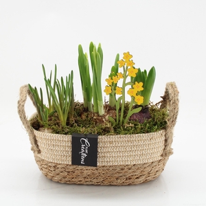 BLCR-2625 Bulbs creations