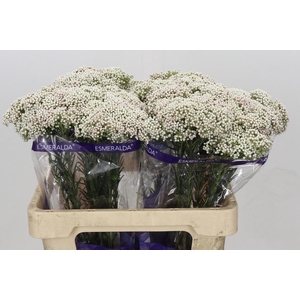 OZOTH COOKS SNOW WHI